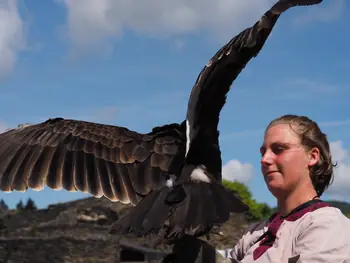 Birds of prey show at Chateau de La Roche-en-Ardenne (Belgium)